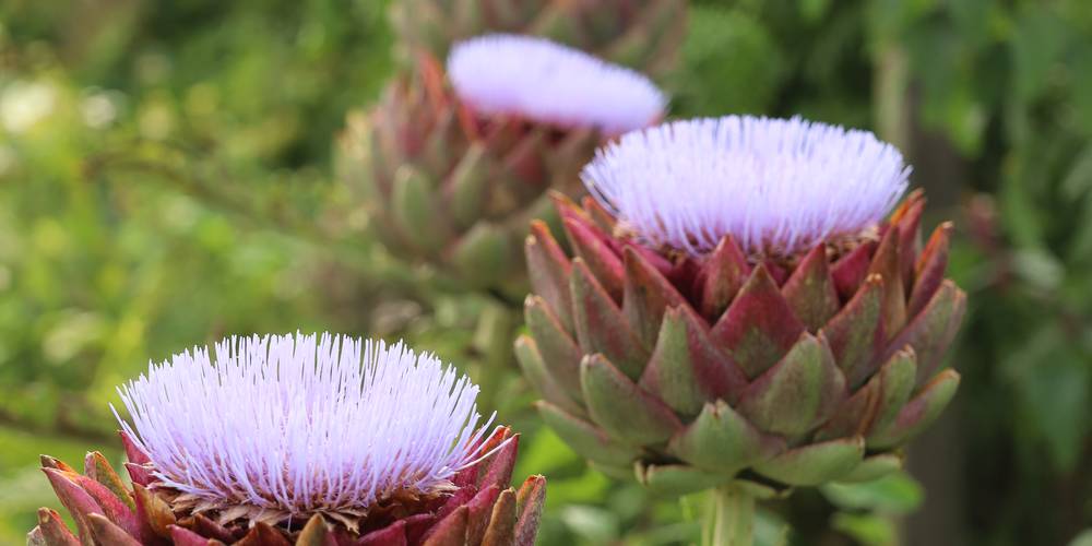  Les Jardins d'Olus (Hauts-de-France, Nord)