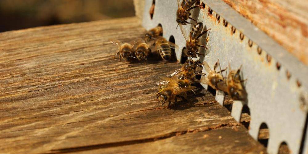  Les Jardins d'Olus (Hauts-de-France, Nord)