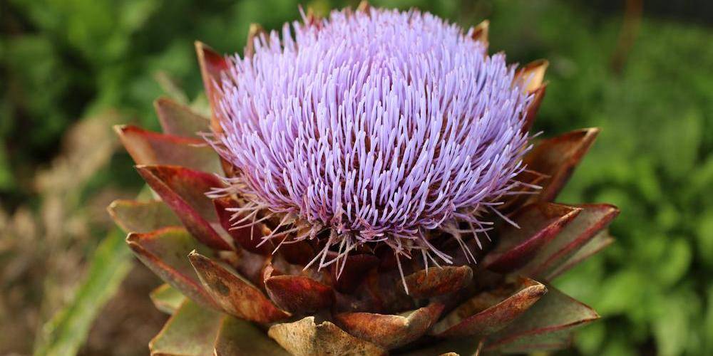  Les Jardins d'Olus (Hauts-de-France, Nord)