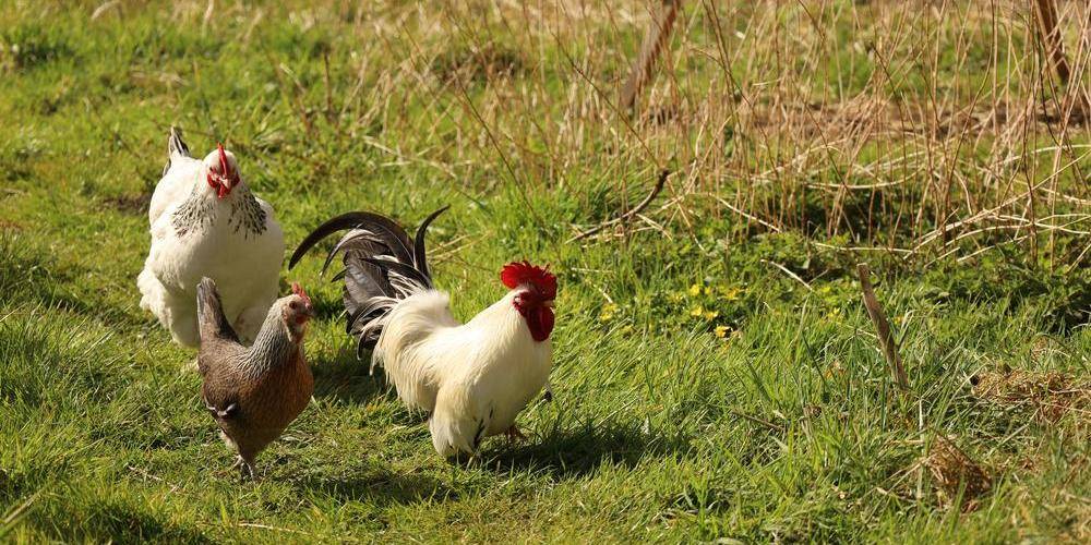  Les Jardins d'Olus (Hauts-de-France, Nord)