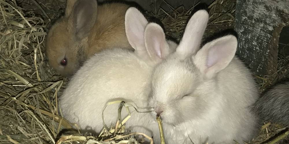  "un souffle sur le foin" (Bretagne, Ille-et-Vilaine)