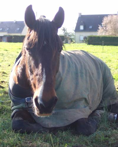  "un souffle sur le foin" (Bretagne, Ille-et-Vilaine)