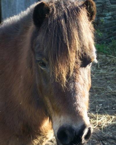  "un souffle sur le foin" (Bretagne, Ille-et-Vilaine)