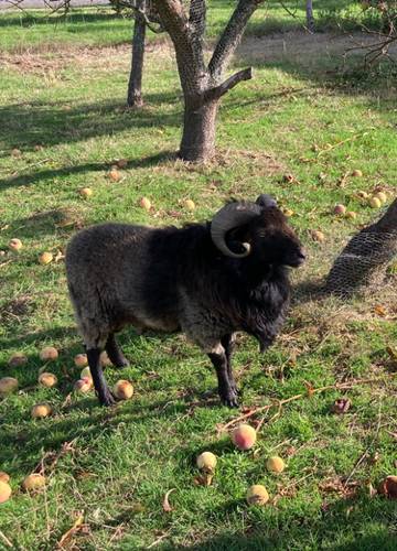  "un souffle sur le foin" (Bretagne, Ille-et-Vilaine)