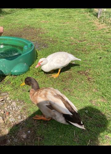  "un souffle sur le foin" (Bretagne, Ille-et-Vilaine)