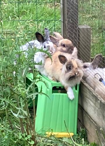  "un souffle sur le foin" (Bretagne, Ille-et-Vilaine)