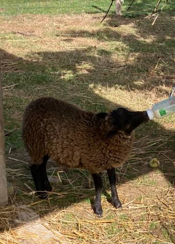  "un souffle sur le foin" (Bretagne, Ille-et-Vilaine)