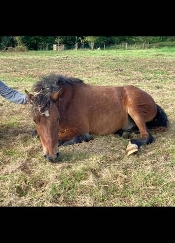  "un souffle sur le foin" (Bretagne, Ille-et-Vilaine)