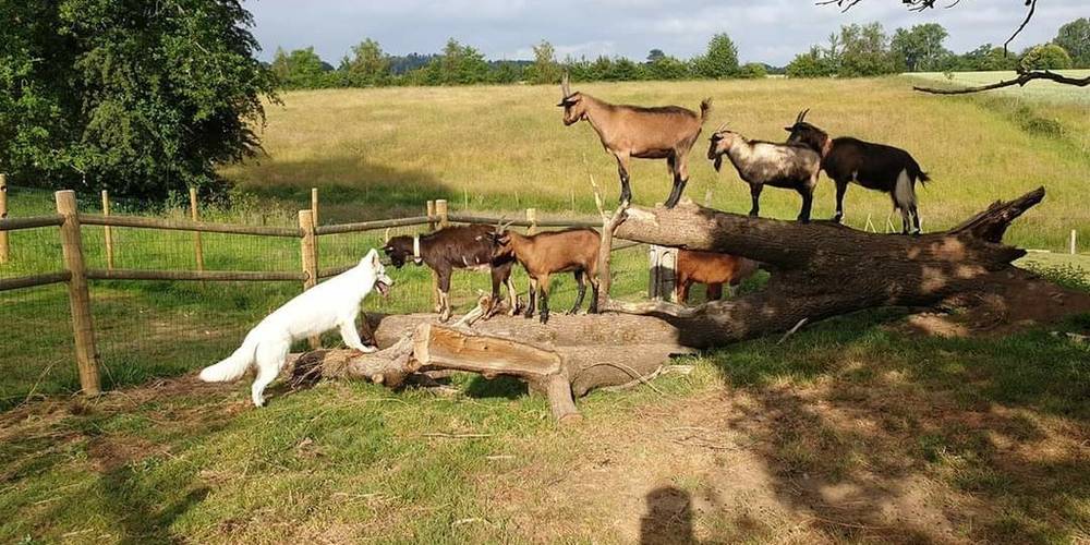  Domaine des Chesnaies (Normandie, Orne)