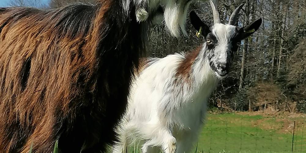  Les chèvres de St Ceneri (Normandie, Orne)