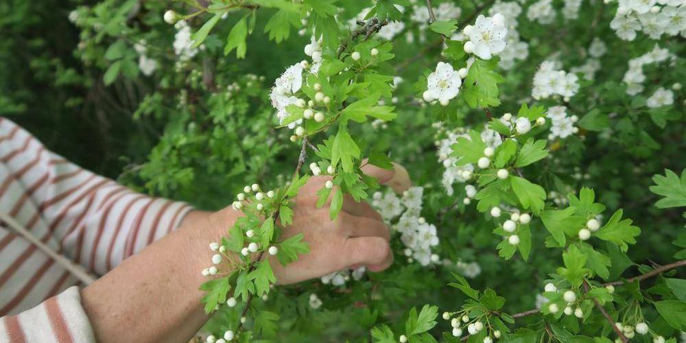  Ecogîte Piquemouche - Aromatic &amp; medicinal plant farm (Centre-Val de Loire, Indre-et-Loire)