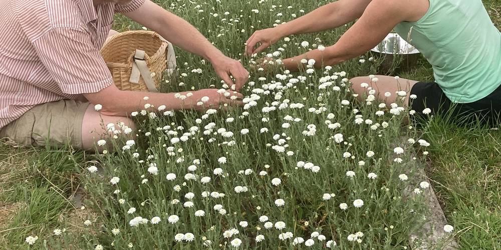  Ecogîte Piquemouche - Aromatic &amp; medicinal plant farm (Centre-Val de Loire, Indre-et-Loire)