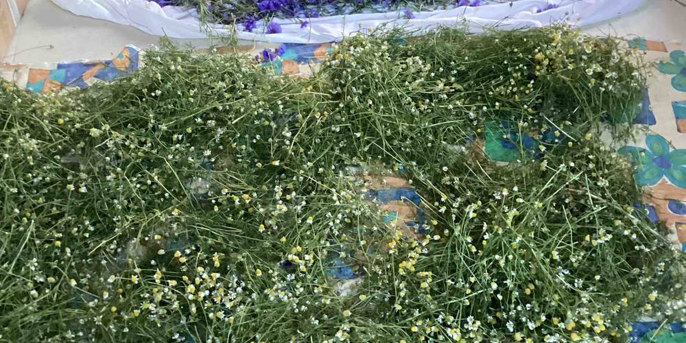  Ecogîte Piquemouche - Aromatic &amp; medicinal plant farm (Centre-Val de Loire, Indre-et-Loire)