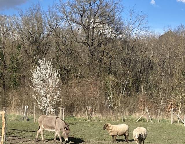  Ecogîte Piquemouche - Aromatic &amp; medicinal plant farm (Centre-Val de Loire, Indre-et-Loire)