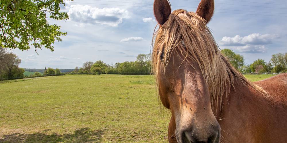 Notre cheval vainqueur -  BONNEAU (Centre-Val de Loire, Indre-et-Loire)