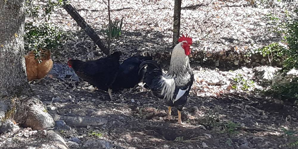 nos poulettes -  L'oustaou dou Pastre (Provence-Alpes-Côte d’Azur, Hautes-Alpes)