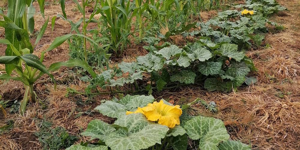 butternut -  Mandra Farm (Occitanie, Lot)