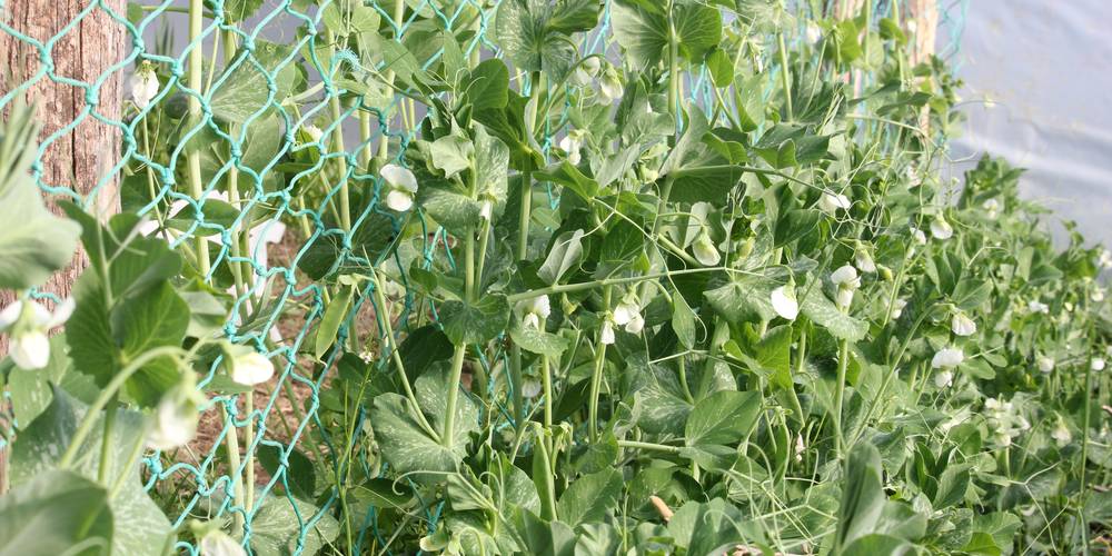 petits pois -  Mandra Farm (Occitanie, Lot)