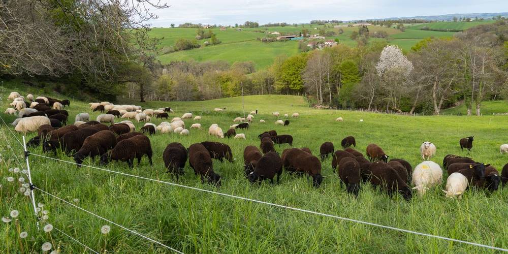 agnelles -  Mandra Farm (Occitanie, Lot)