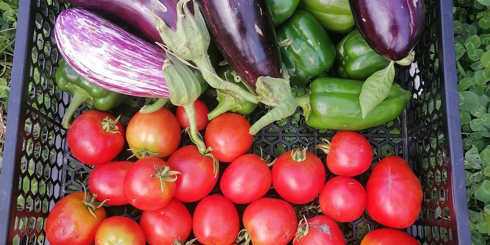 panier lègumes du soleil -  Mandra Farm (Occitanie, Lot)