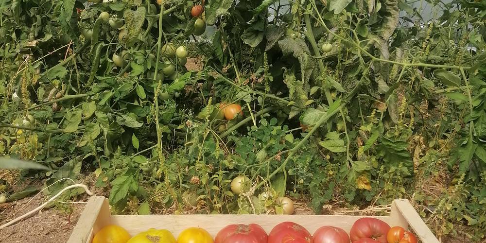  Mandra Farm (Occitanie, Lot)