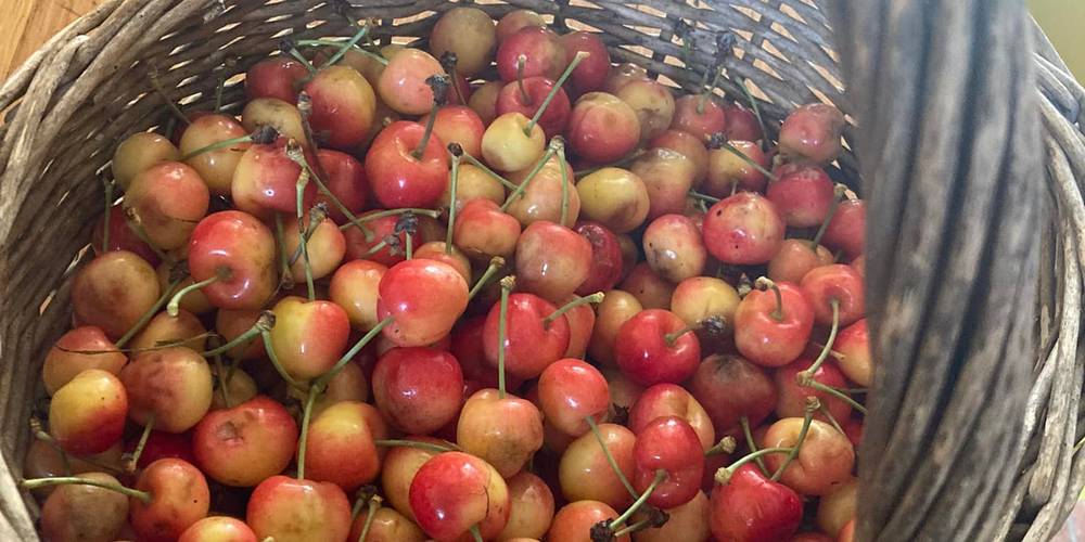  Domaine du Canteau d'YF (Occitanie, Gers)