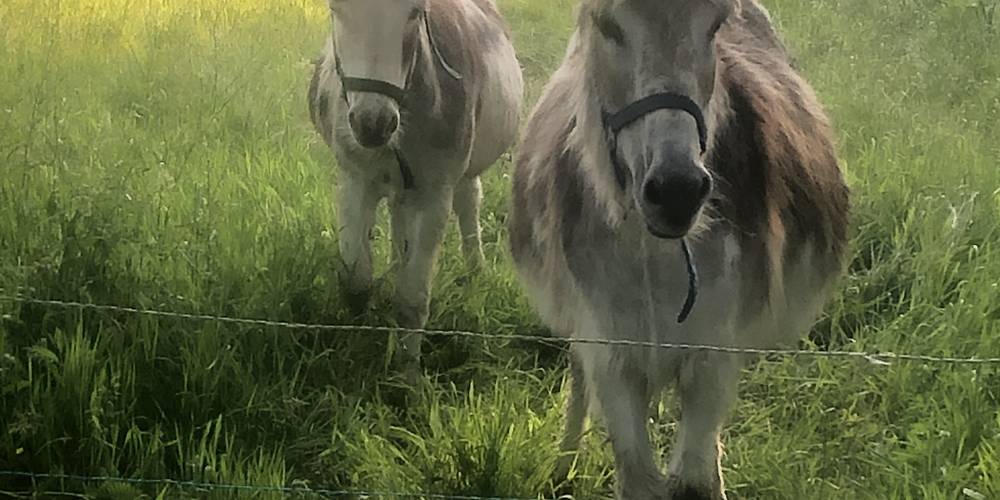 nos ânes -  Au Pas...Radis! (Pays de la Loire, Vendée)