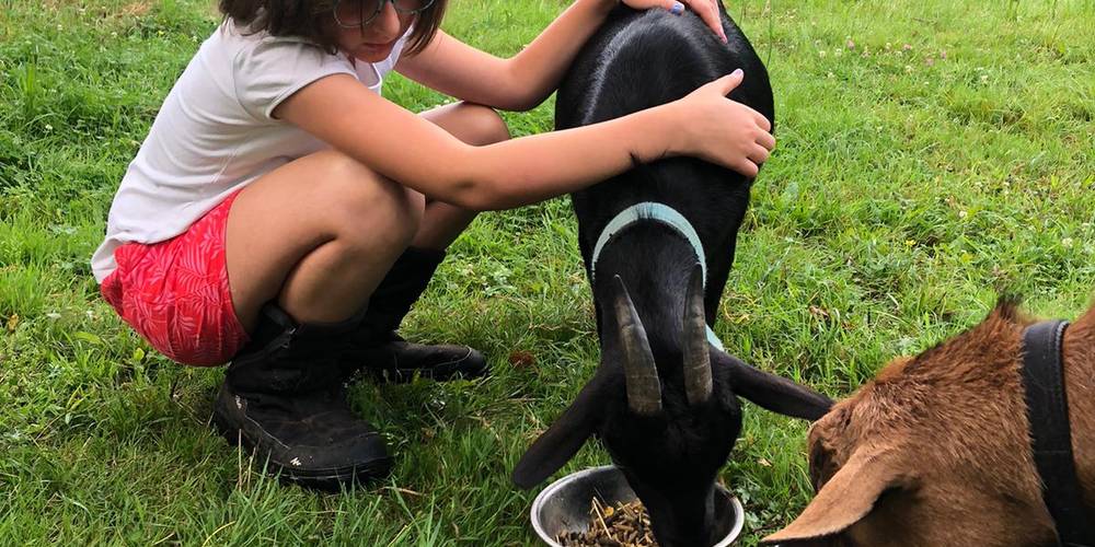 nos chèvres -  Au Pas...Radis! (Pays de la Loire, Vendée)