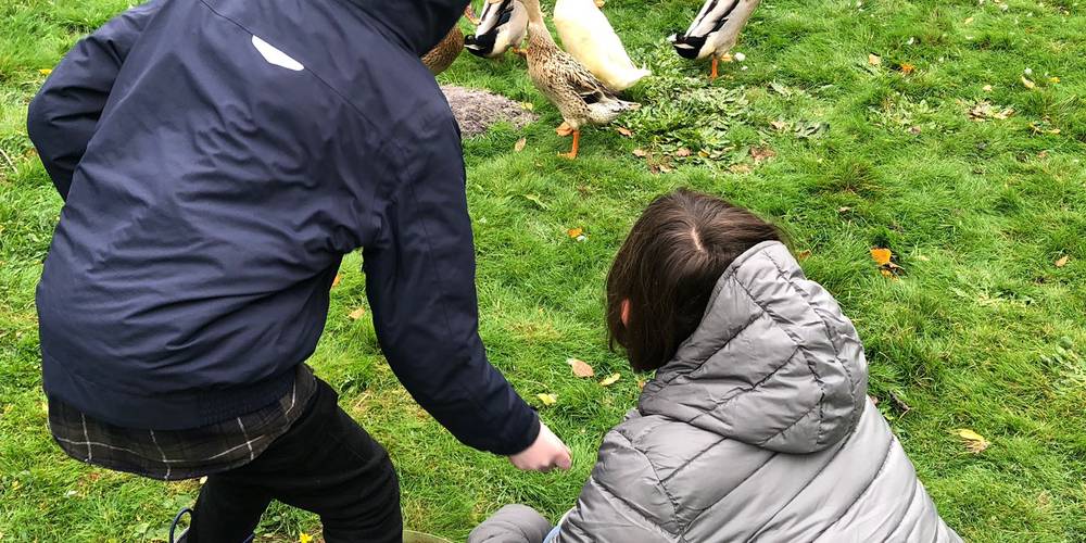 canards -  Au Pas...Radis! (Pays de la Loire, Vendée)