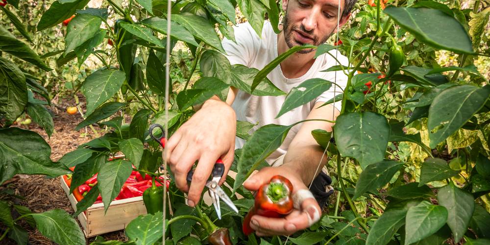 (crédit photo S. Yagiz) -  Le Verdet, Dormir au Jardin (Occitanie, Tarn)
