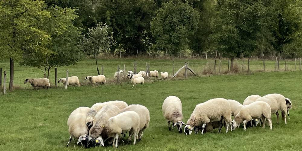 elevage ovin RAVA -  La Ferme de Sabadel (Auvergne-Rhône-Alpes, Haute-Loire)