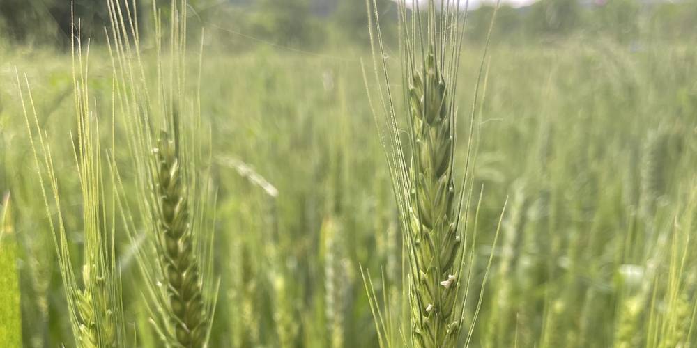 le blé pour le pain -  La Ferme de Sabadel (Auvergne-Rhône-Alpes, Haute-Loire)