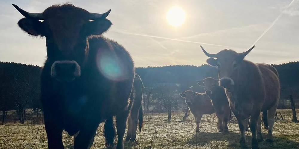 élevage bovin AUBRAC -  La Ferme de Sabadel (Auvergne-Rhône-Alpes, Haute-Loire)