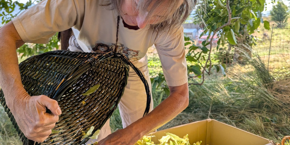 Cueillette du Tilleul -  La Ferme des églantiers (Provence-Alpes-Côte d’Azur, Hautes-Alpes)
