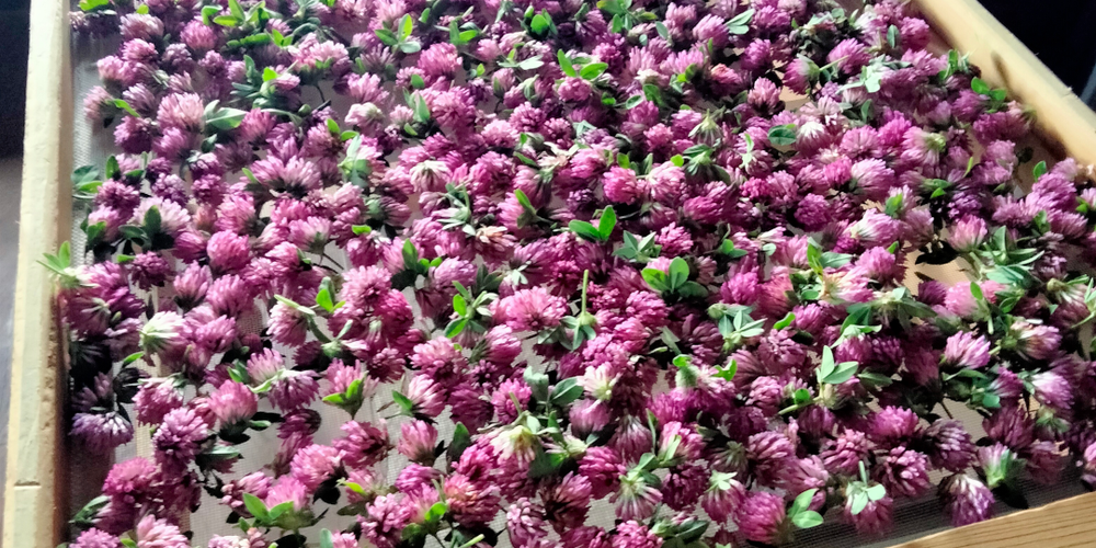 Après la récolte, mise au séchoir sur des claies -  La Ferme des églantiers (Provence-Alpes-Côte d’Azur, Hautes-Alpes)