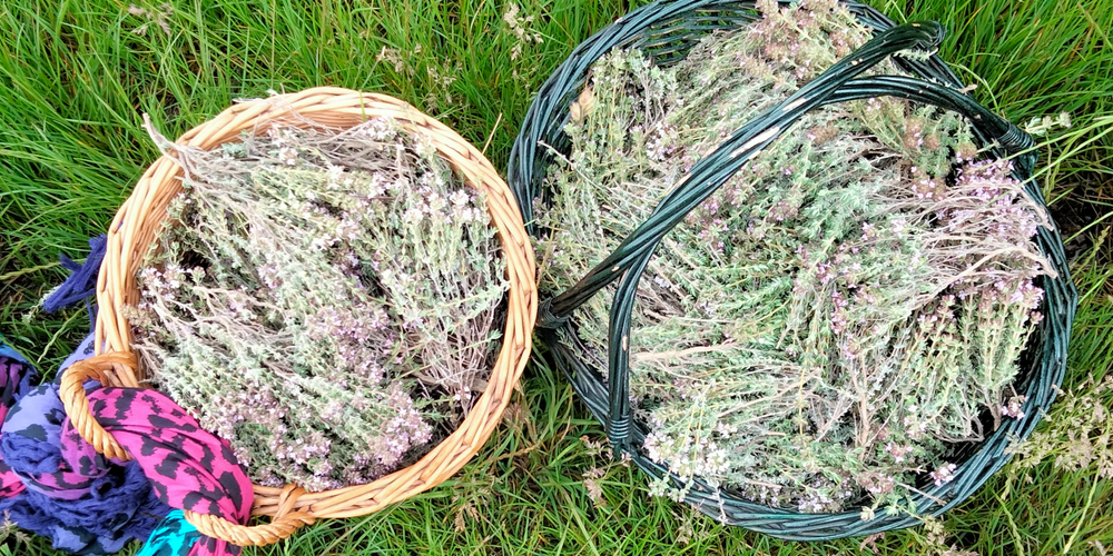 Paniers de thym -  La Ferme des églantiers (Provence-Alpes-Côte d’Azur, Hautes-Alpes)
