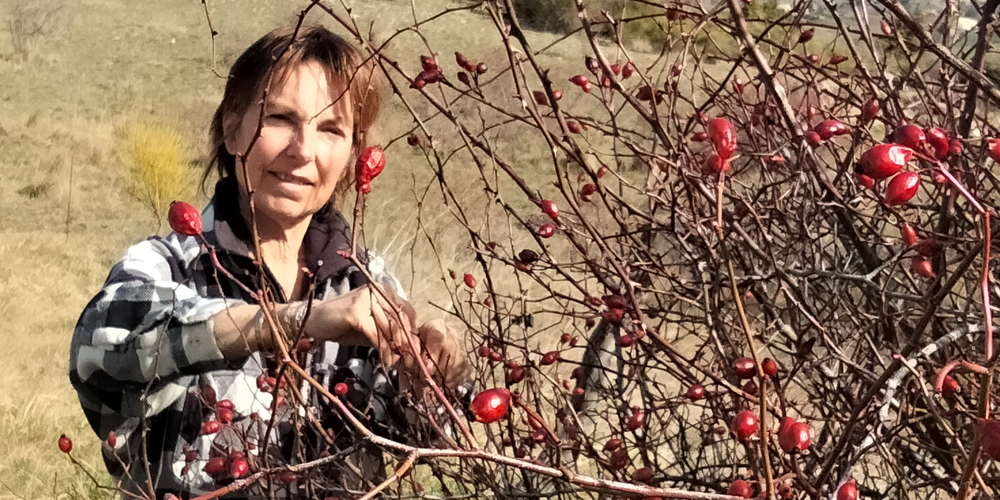 La récolte du cynorhodon, une activité qui a du piquant -  La Ferme des églantiers (Provence-Alpes-Côte d’Azur, Hautes-Alpes)