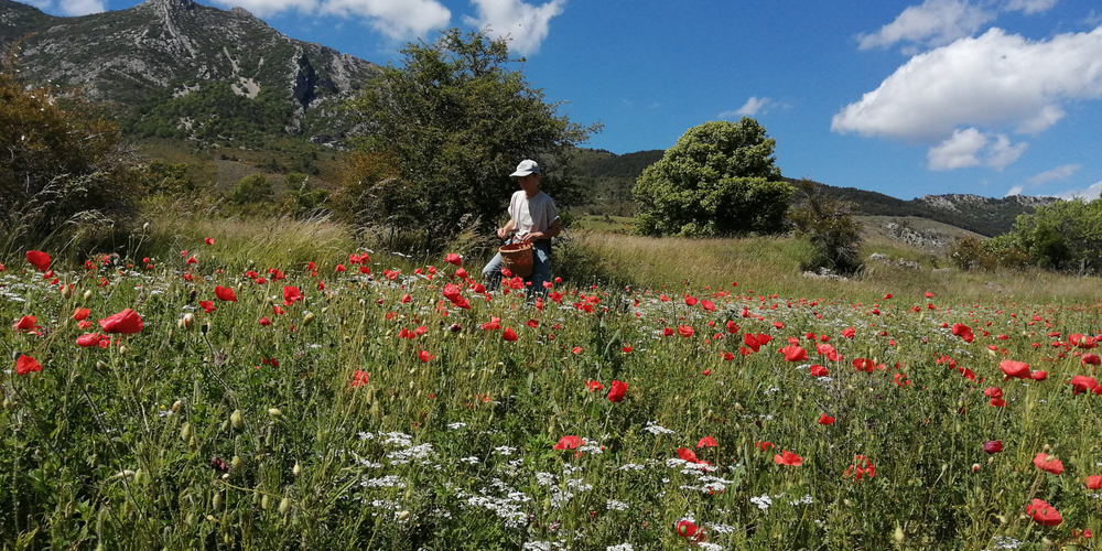 Récolte du coquelicot -  La Ferme des églantiers (Provence-Alpes-Côte d’Azur, Hautes-Alpes)