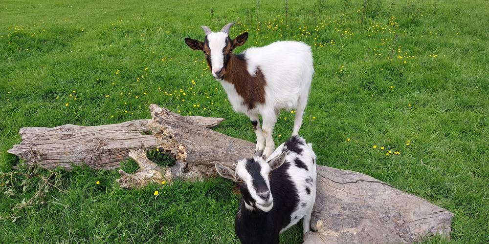  Un brin de Campagne (Normandie, Calvados)