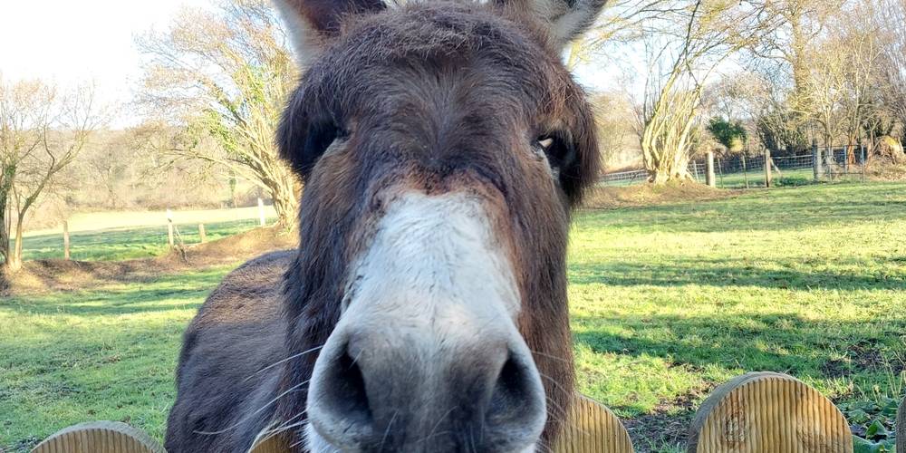  Un brin de Campagne (Normandie, Calvados)