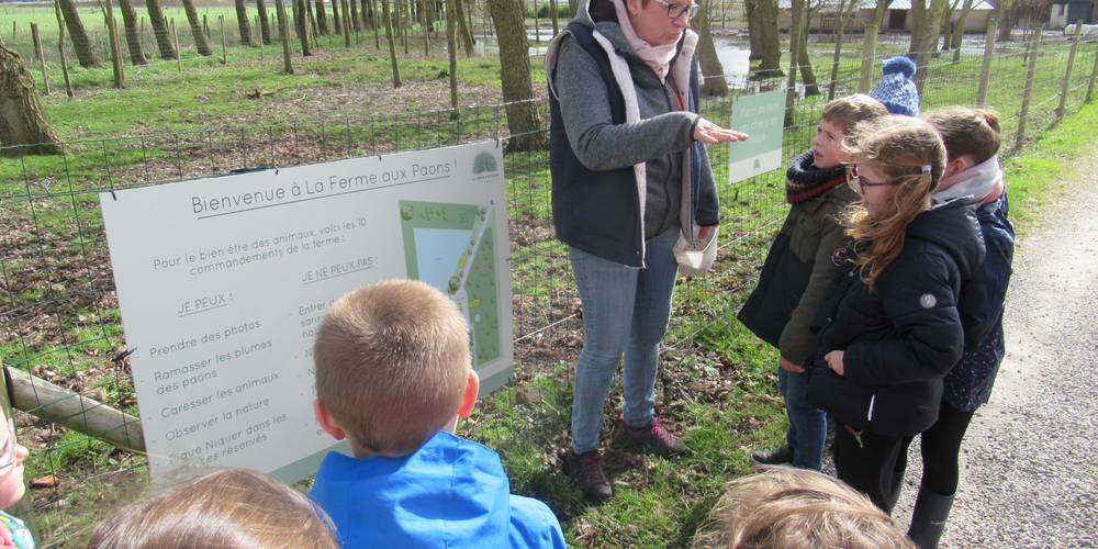  La ferme aux Paons (Hauts-de-France, Nord)