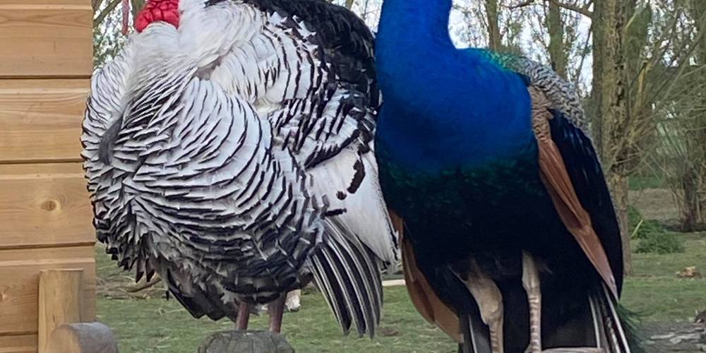  La ferme aux Paons (Hauts-de-France, Nord)