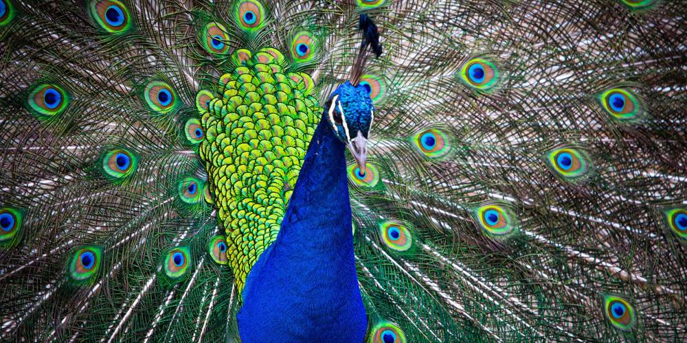  La ferme aux Paons (Hauts-de-France, Nord)