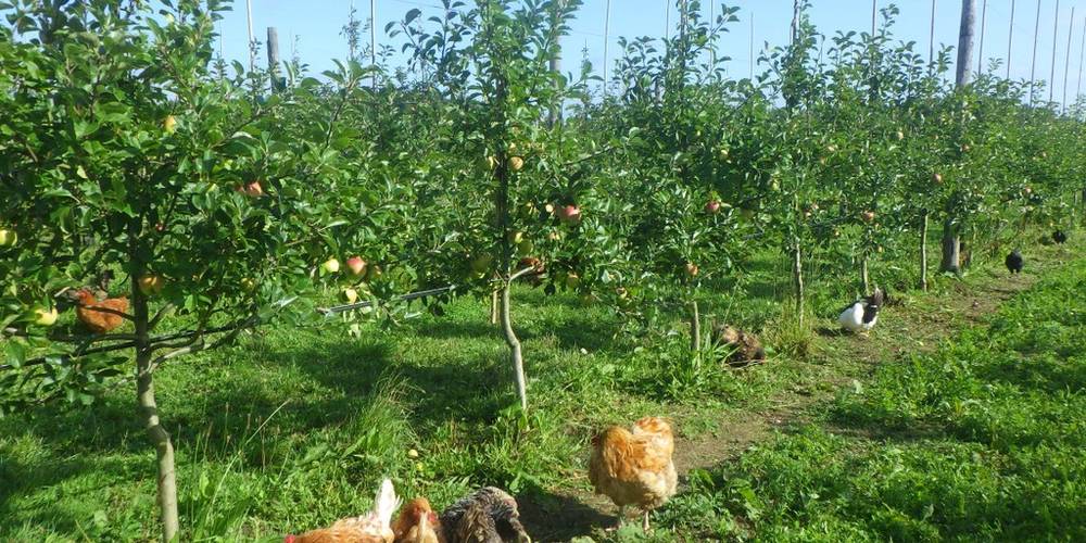  Le Verger de mon Voisin (Bretagne, Morbihan)