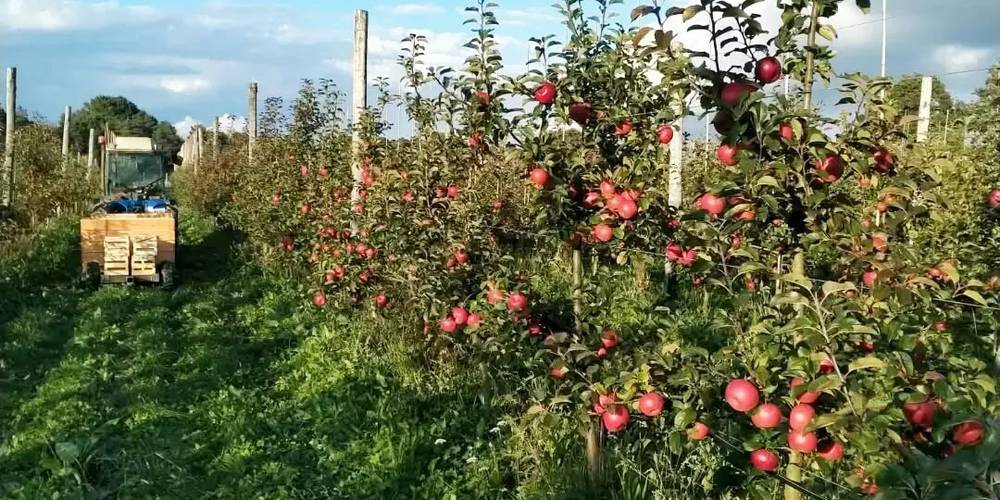  My Neighbour's Orchard (Bretagne, Morbihan)
