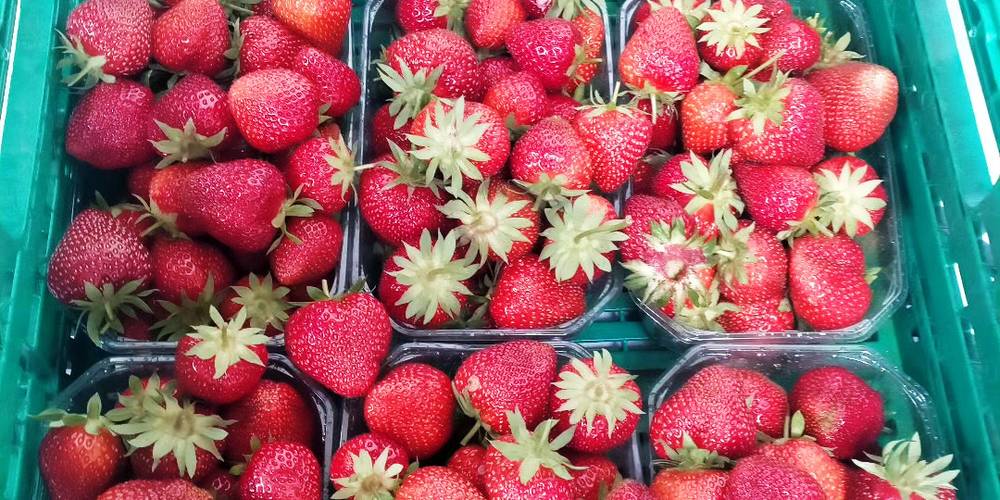  My Neighbour's Orchard (Bretagne, Morbihan)