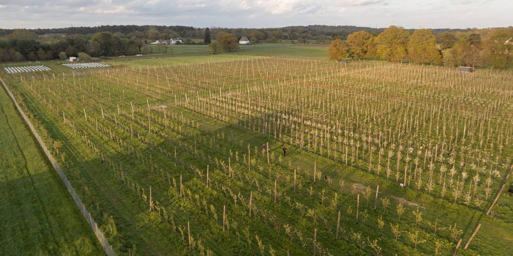  My Neighbour's Orchard (Bretagne, Morbihan)