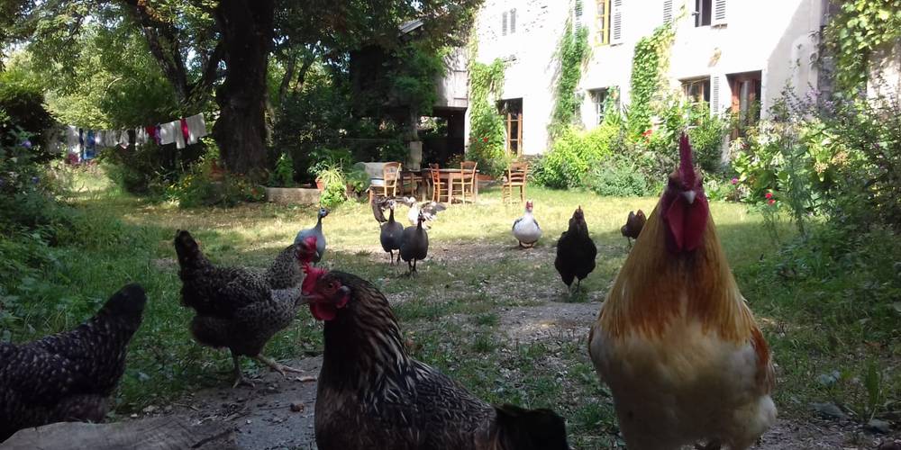 Cocoq, sa cour et la cour ... -  La Ferme de San (Auvergne-Rhône-Alpes, Isère)