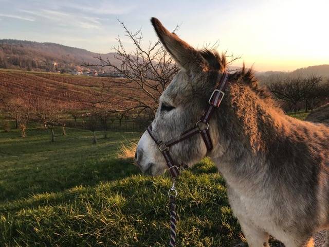 Hugo, 1 de nos âne qui nous aide pendant les vendanges -  Domaine des Dolomies (Bourgogne-Franche-Comté, Jura)