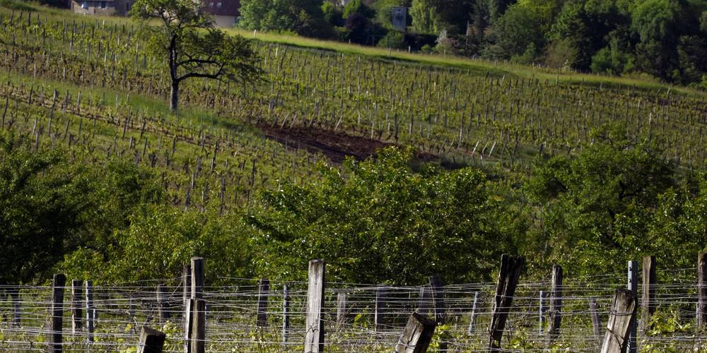 vue de Passenans depuis les vignes -  Domaine des Dolomies (Bourgogne-Franche-Comté, Jura)